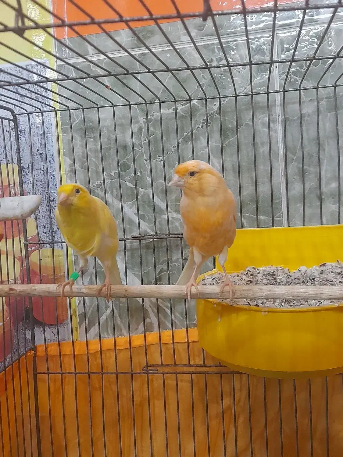 قناری نروماده ۲جفت مست مولود|پرنده|اهر, |دیوار