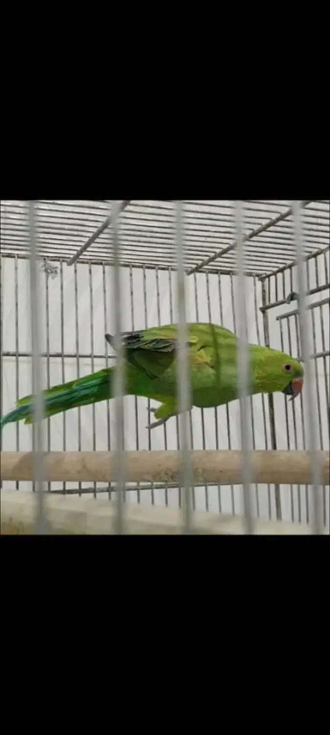 جفت طوطی ملنگو مولد|پرنده|سراوان, |دیوار