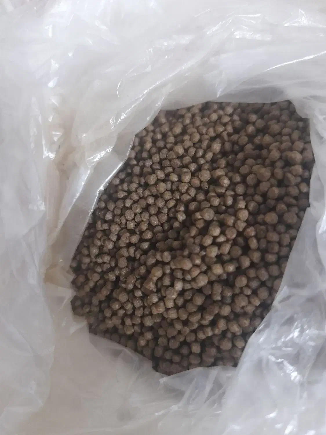 ماهی جوئل|ماهی|نیشابور, فضل|دیوار