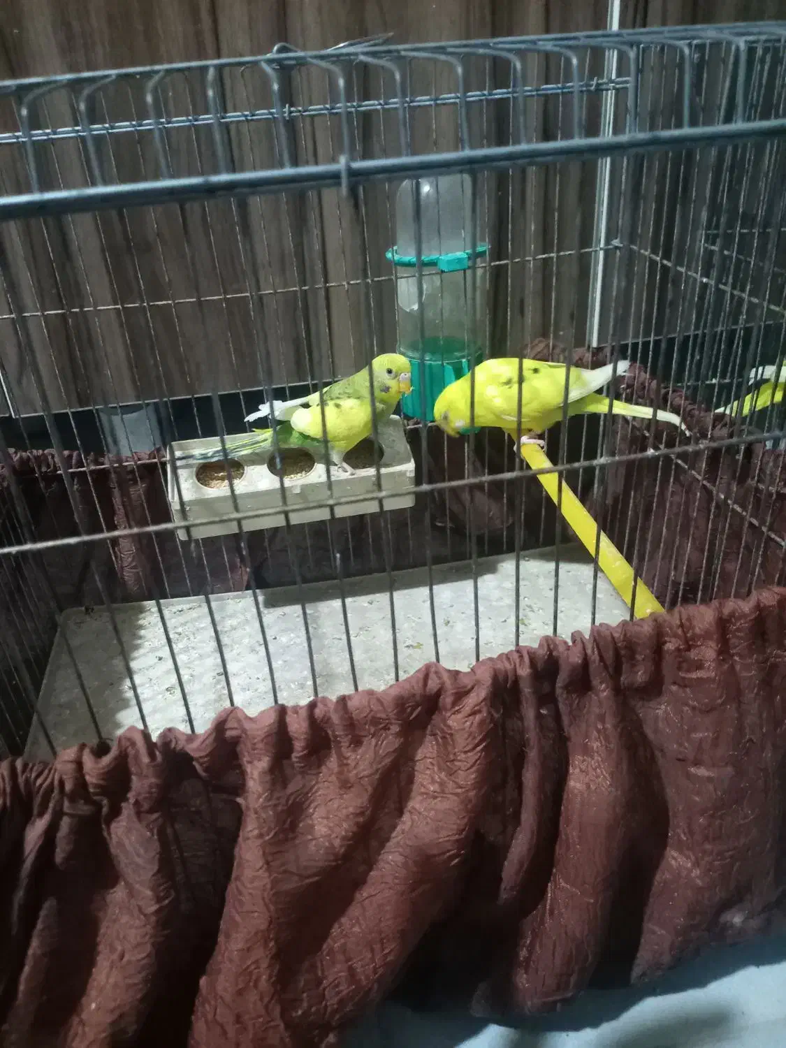 مرغ عشق|پرنده|شیراز, تندگویان|دیوار