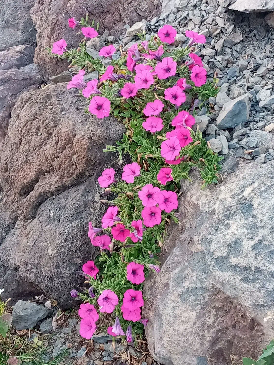 مغازە ، فروش یا معاوضە|فروش مغازه و غرفه|سنندج, |دیوار