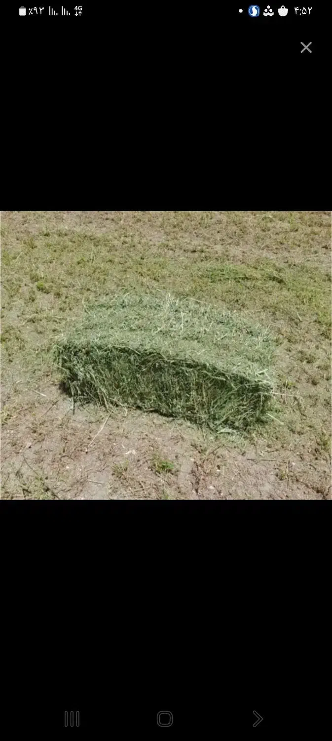 یونجه انباری درجه یک|لوازم جانبی حیوانات|کوهدشت, |دیوار