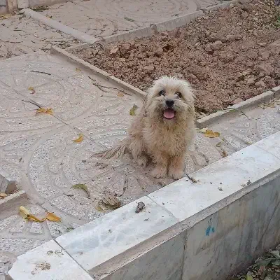 سگ پاکوتاه|سگ|اسفراین, |دیوار