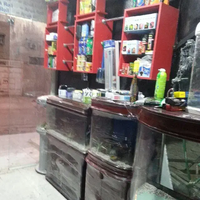 ماهیان زینتی آنجل|ماهی|بندر امام خمینی, |دیوار