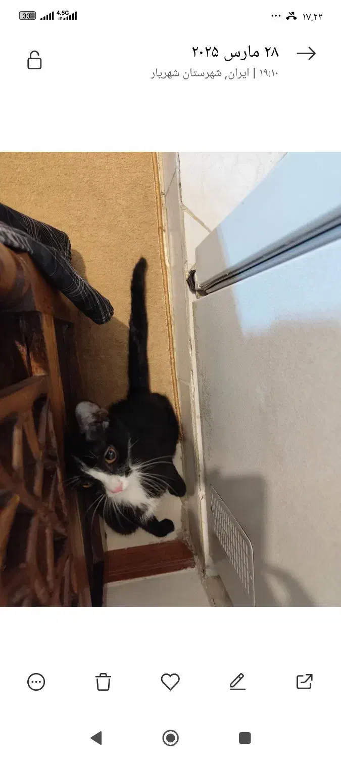 واگذاری خر گربه تاکسیدو|گربه|صباشهر, |دیوار