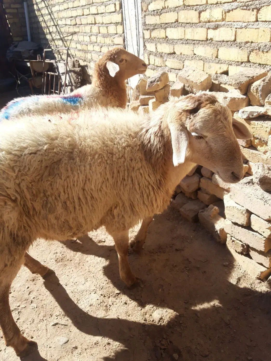 بز و بزغاله جوان .گوسفند وشیشک چاق|حیوانات مزرعه|قزوین, |دیوار