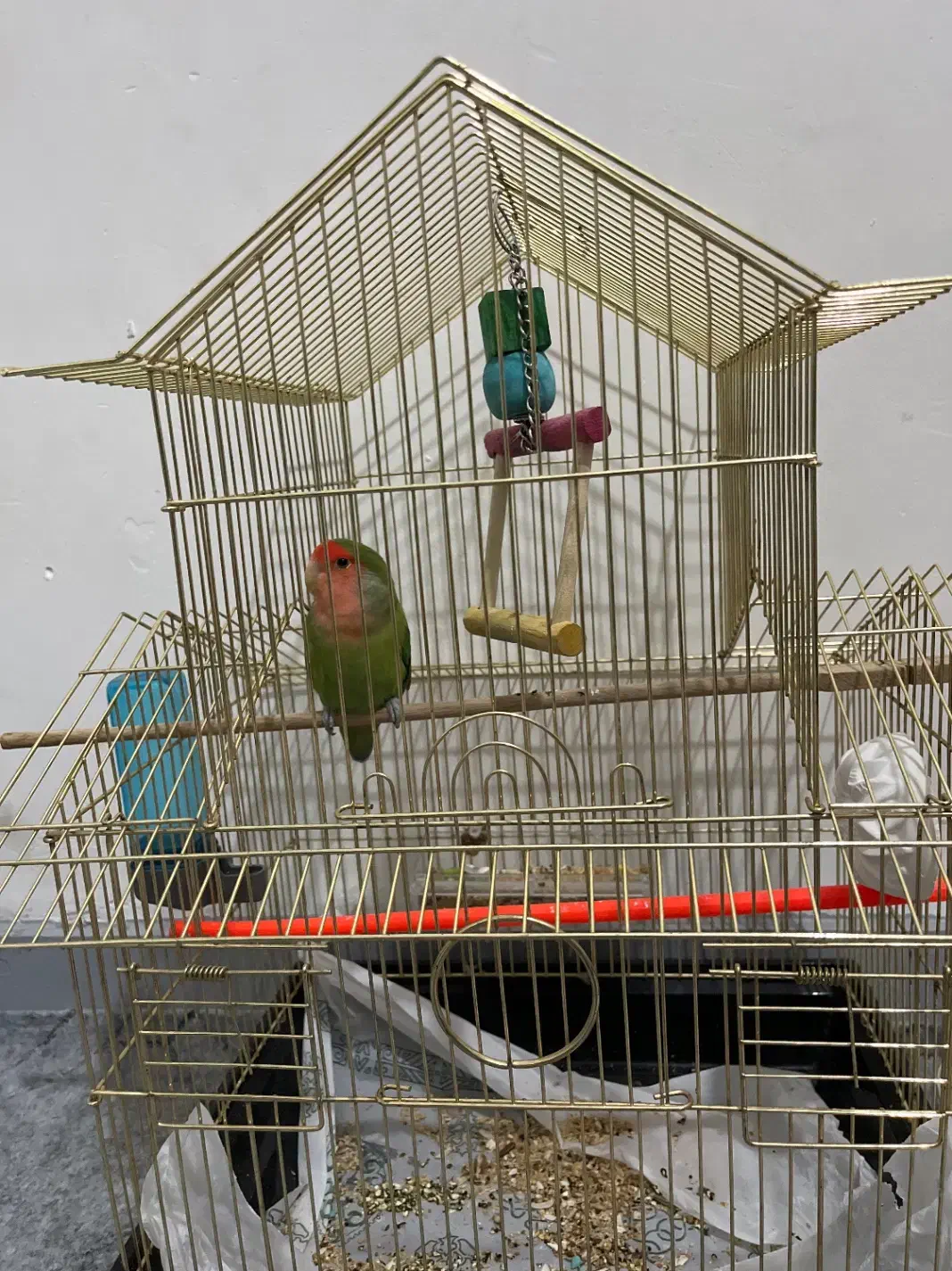 طوطی برزیلی|پرنده|فردیس, شهرک وحدت|دیوار