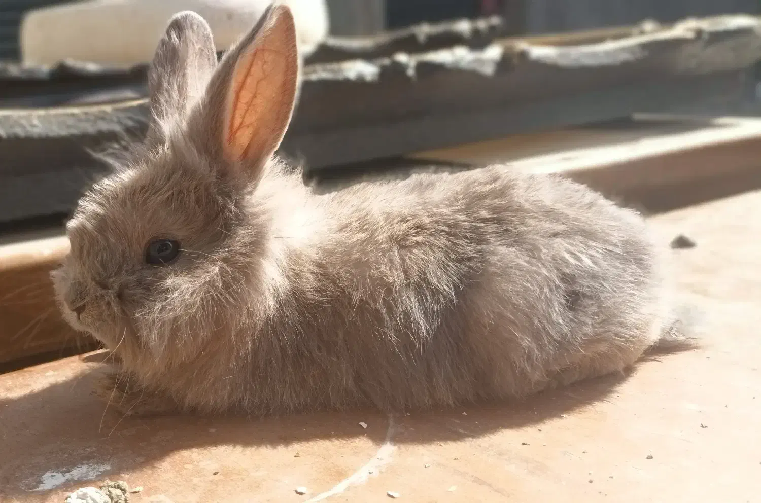 بچه خرگوش|موش و خرگوش|شاندیز, |دیوار