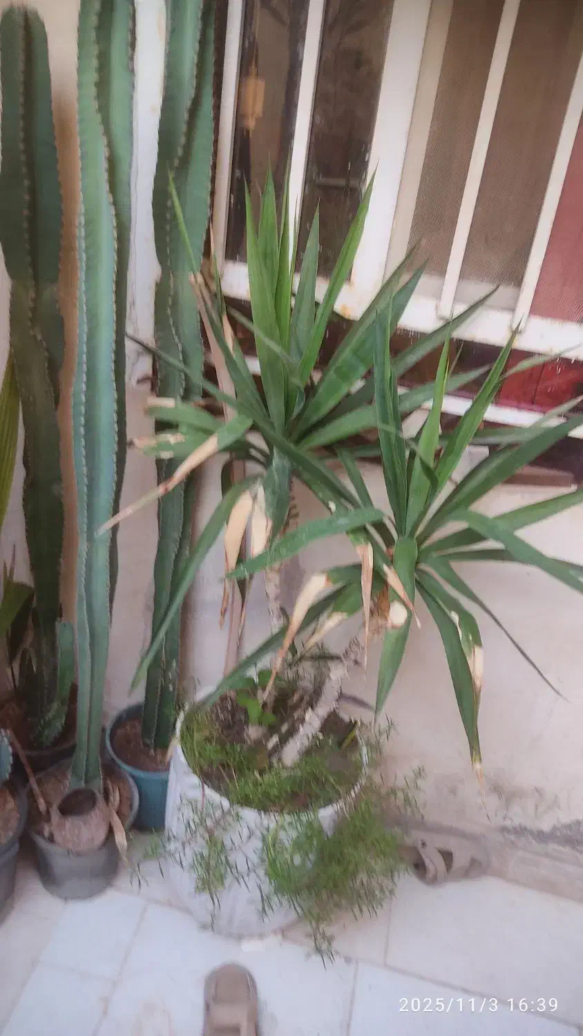 کاکتوس|گل و گیاه طبیعی|بندر کنگان, |دیوار