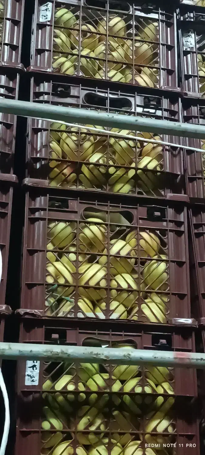 سیب سمیرم|خوردنی و آشامیدنی|شیراز, احمدی جنوبی|دیوار