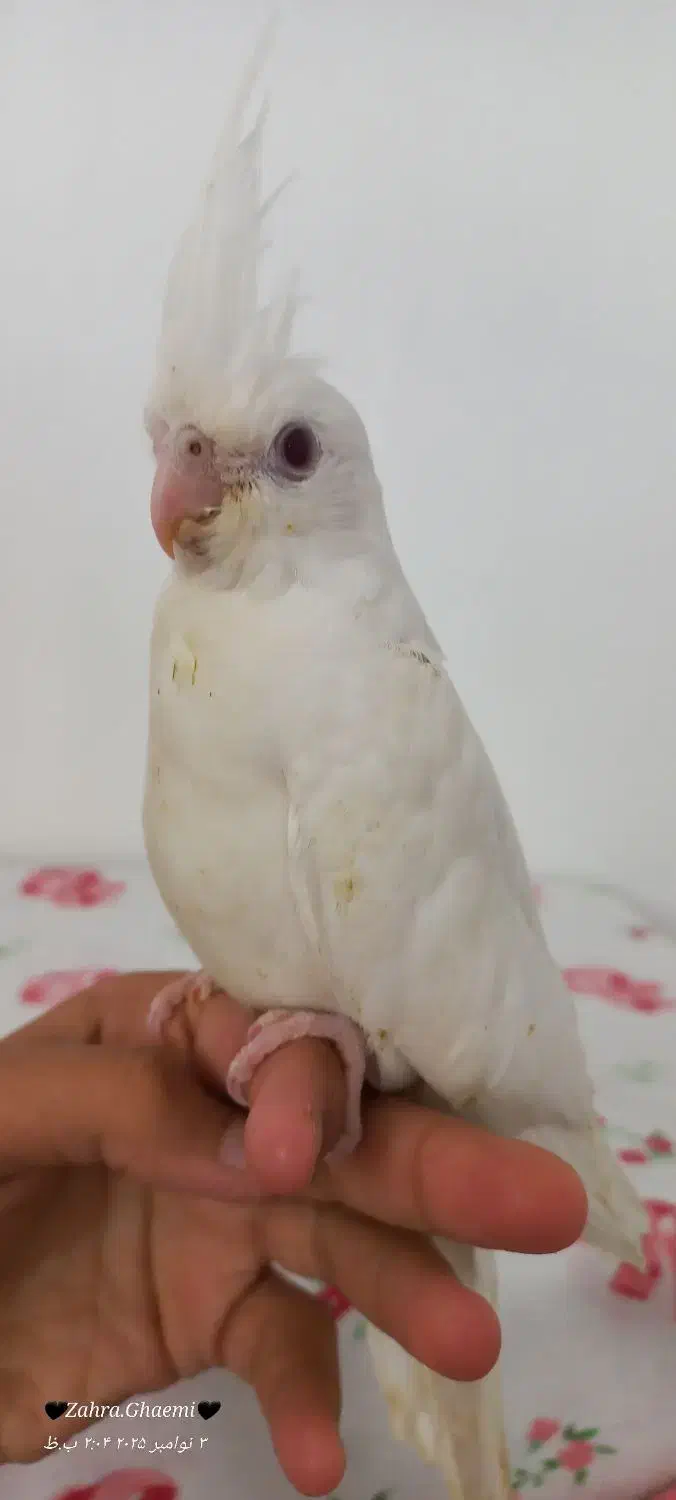 جوجه عروس هلندی|پرنده|گرمسار, |دیوار