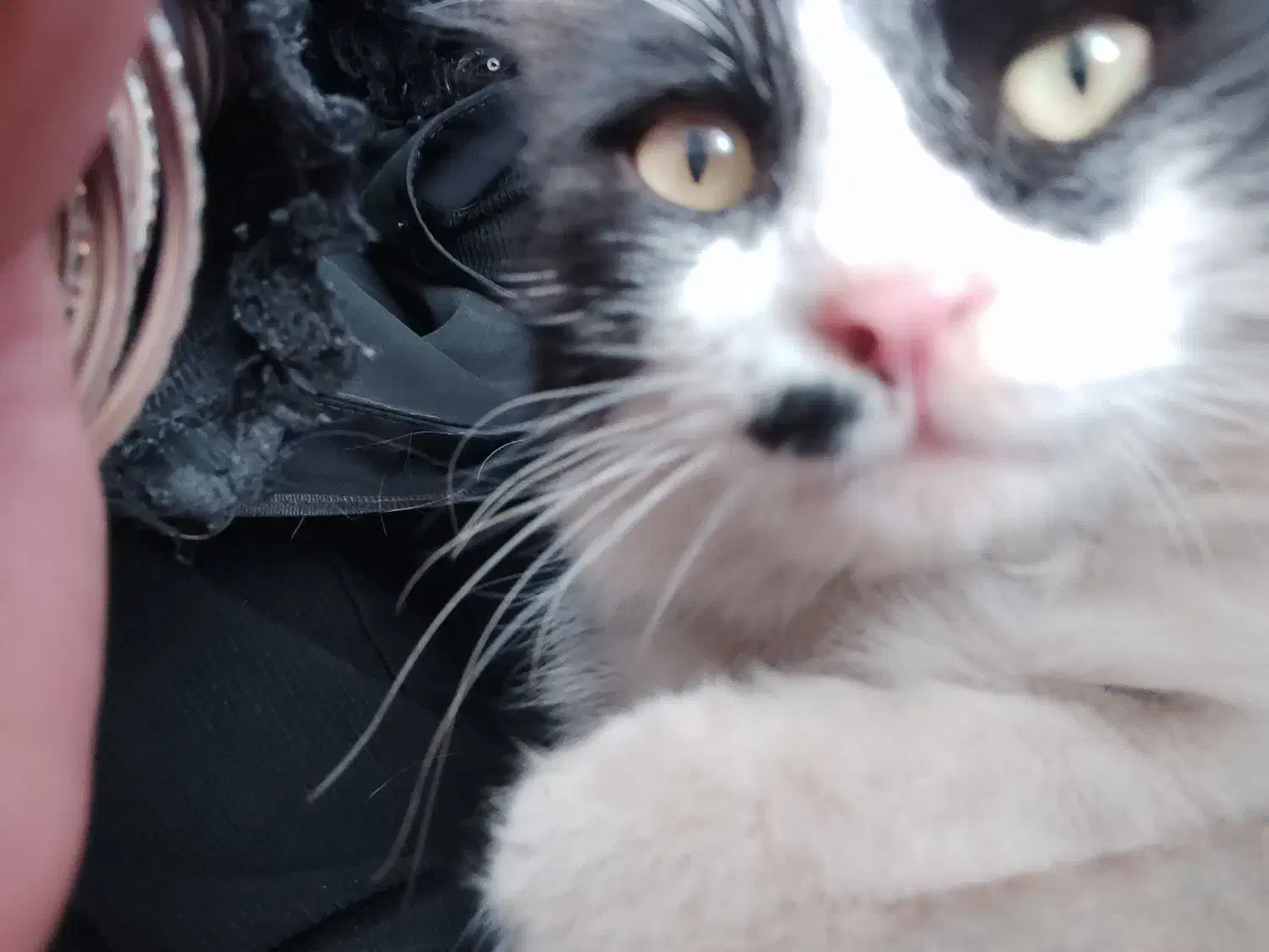 گربه گم شده|گربه|بیرجند, |دیوار