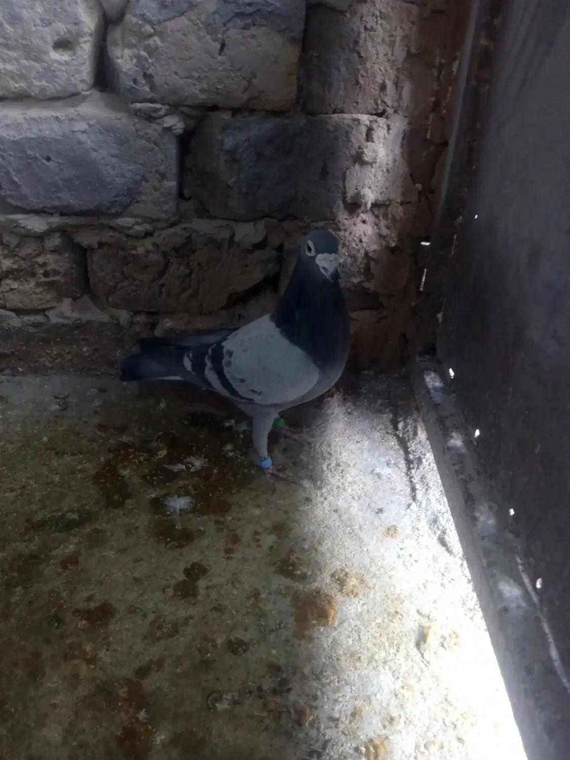 کبوترفروشی|پرنده|رشتخوار, |دیوار