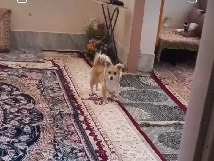 واگذاری ۷سگ پاپی|سگ|خمینی‌شهر, |دیوار