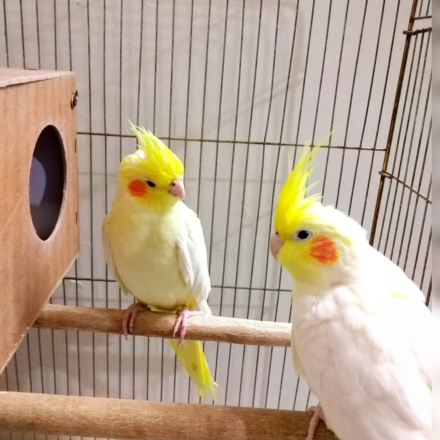 یک جفت عروس هلندی لوتینو مولد|پرنده|مشهد, گلبرگ شمالی|دیوار