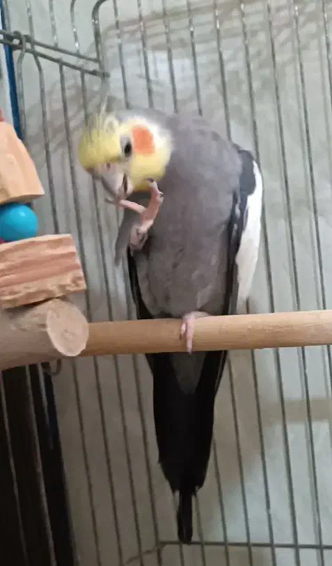 عروس هلندی جفت نر و ماده مولد|پرنده|بندر امام خمینی, |دیوار