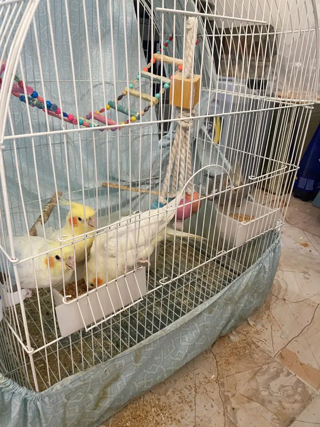 عروس هلندی|پرنده|صحنه, |دیوار