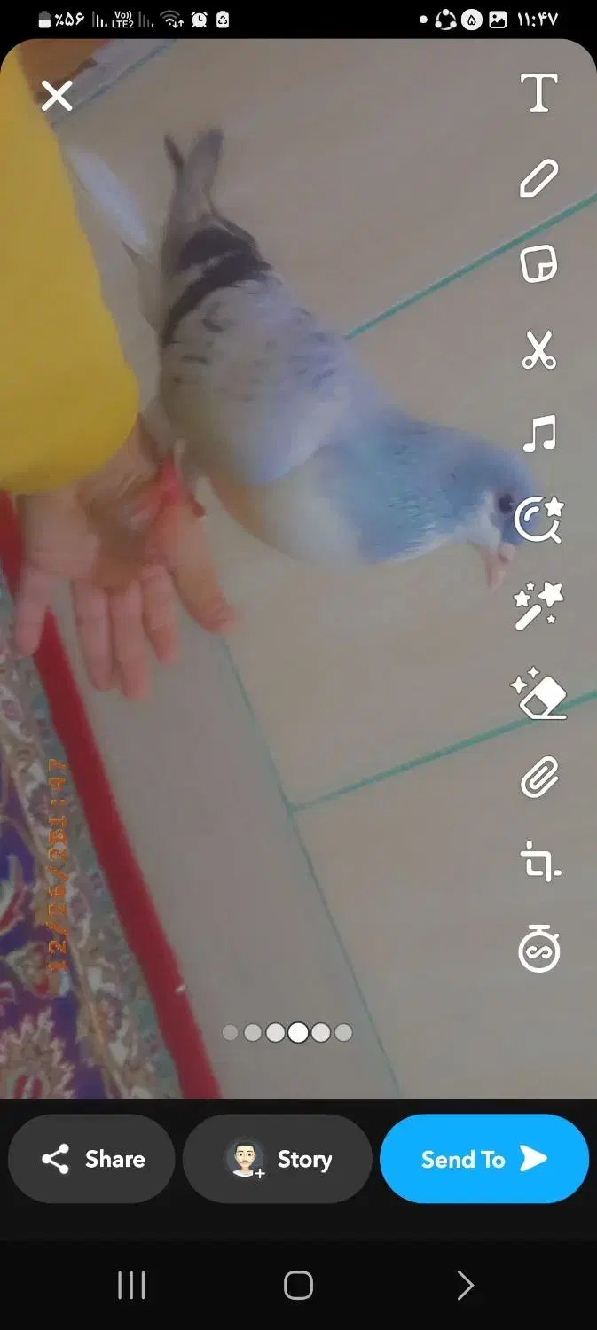 کفتر|پرنده|مشهد, بهمن|دیوار