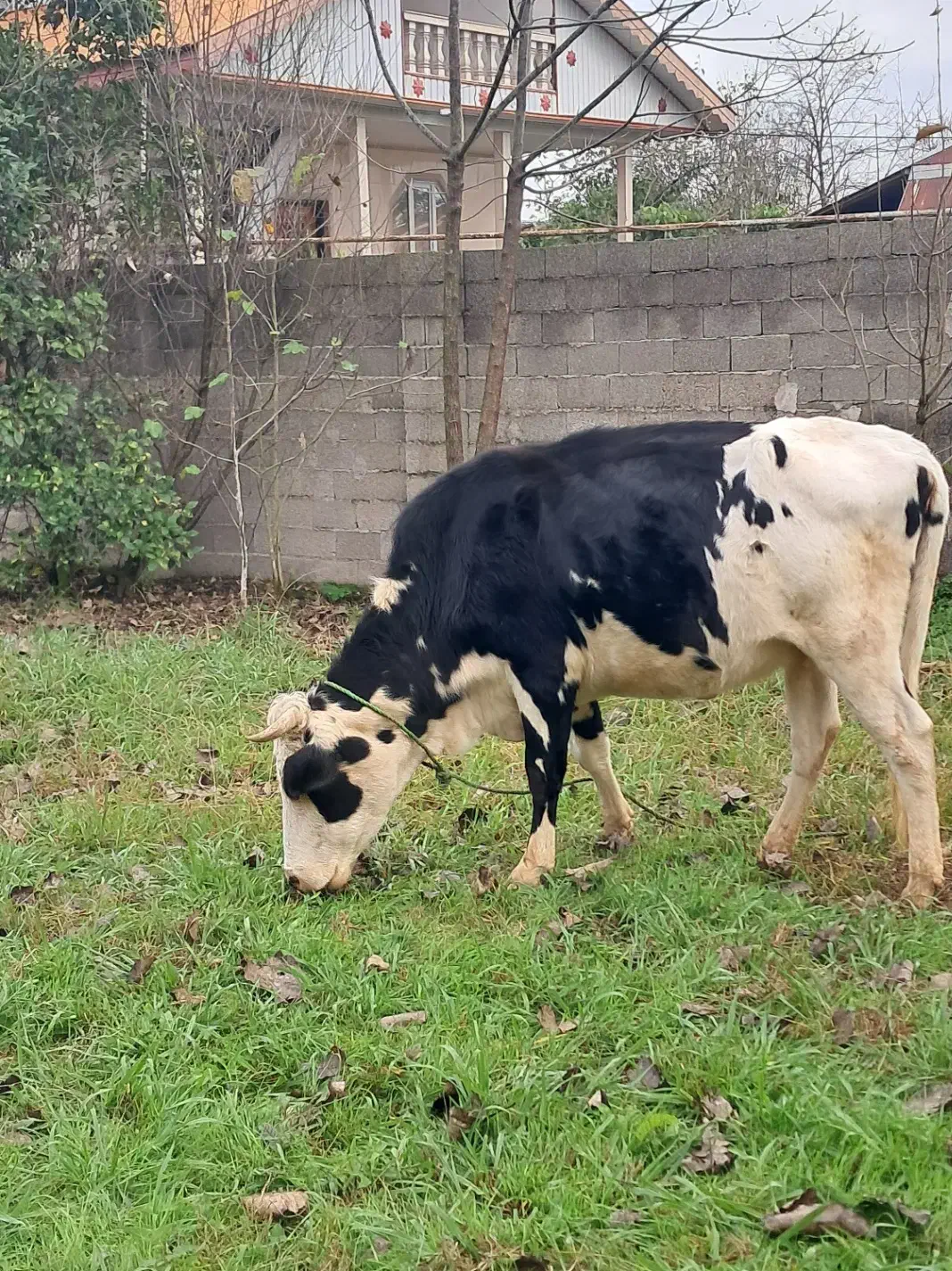 گاو شکم دار|حیوانات مزرعه|گوراب زرمیخ, |دیوار