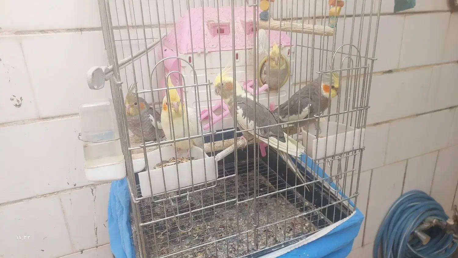 طوطی عروس مولد|پرنده|بهبهان, |دیوار