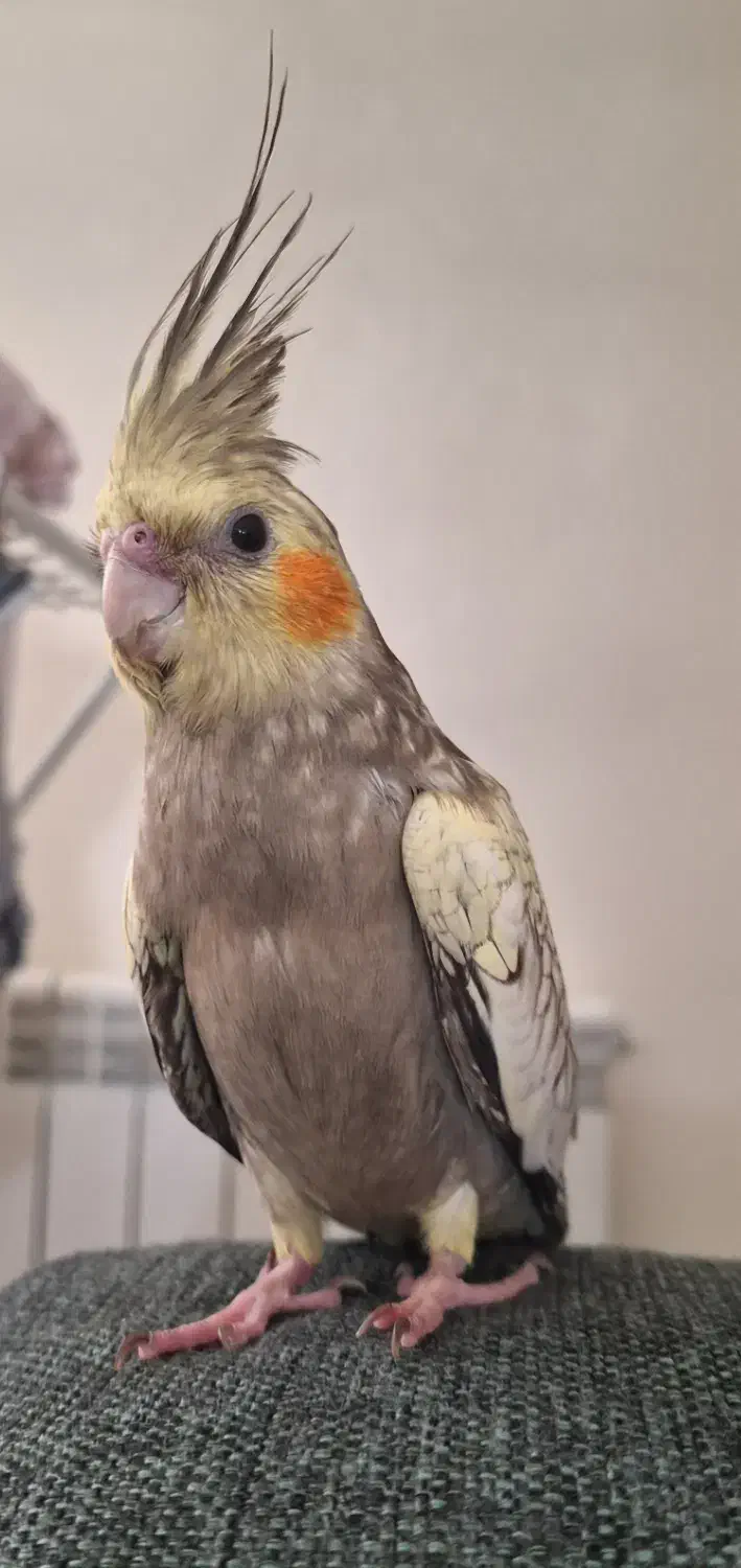 عروس هلندی مرواریدی گمشده در فاز ۸ پردیس|حیوانات|پردیس, فاز ۸|دیوار