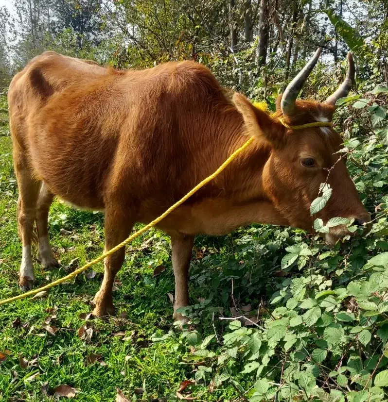 گاو  حامله ورزاکوله|حیوانات مزرعه|سنگر, |دیوار