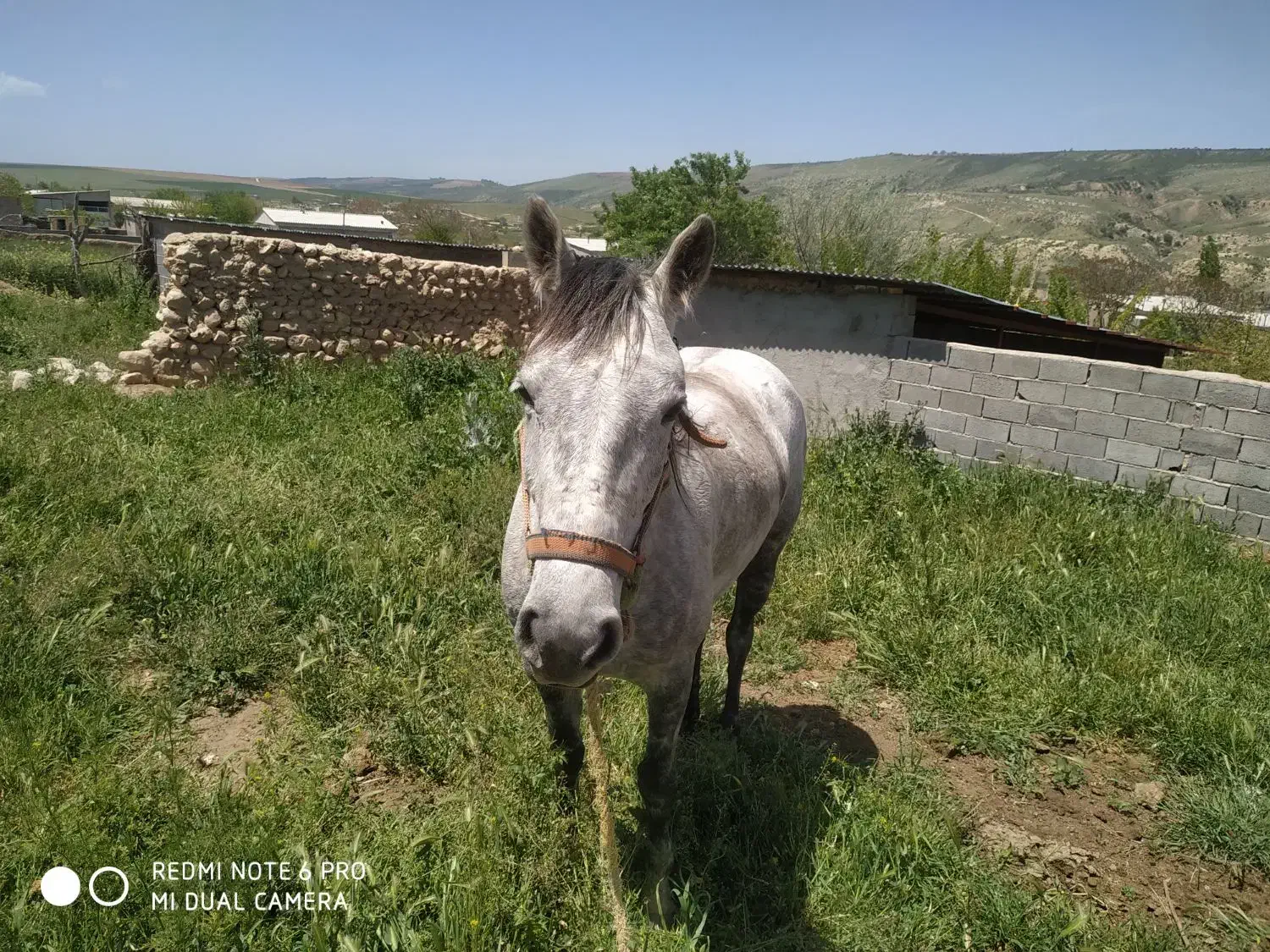 اسب قوی وخیلی چابک سرحال با کاه دسته گندم|اسب و تجهیزات اسبسواری|گلی داغ, |دیوار