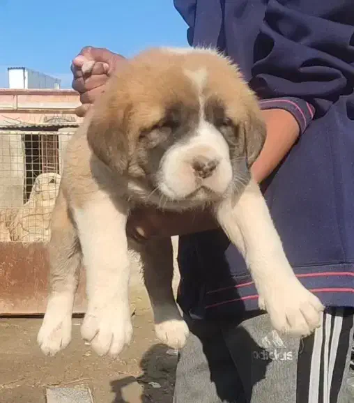 توله /سگ /آلابای / افغان بالغ|سگ|تهران, جماران (نیاوران)|دیوار