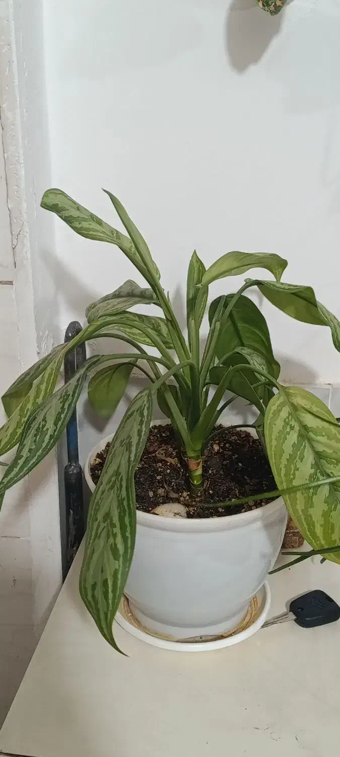 گل های آپارتمانی زیبا|گل و گیاه طبیعی|پاکدشت, پاکدشت (مامازند)|دیوار