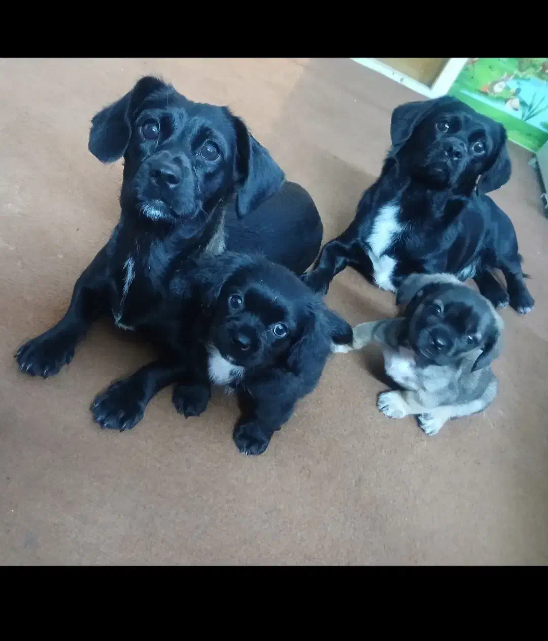 واگذرای|سگ|رباط‌کریم, رباط‌کریم|دیوار