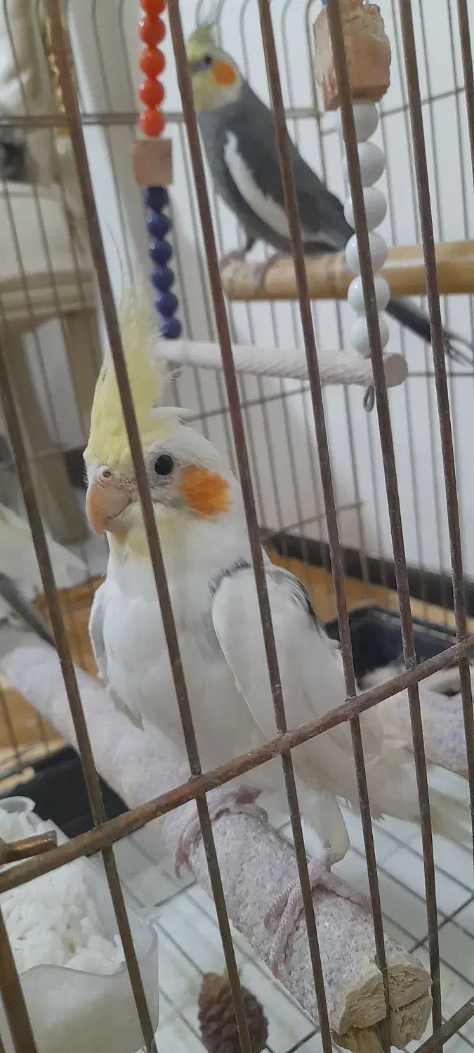 عروس مولد|پرنده|قم, پردیسان|دیوار