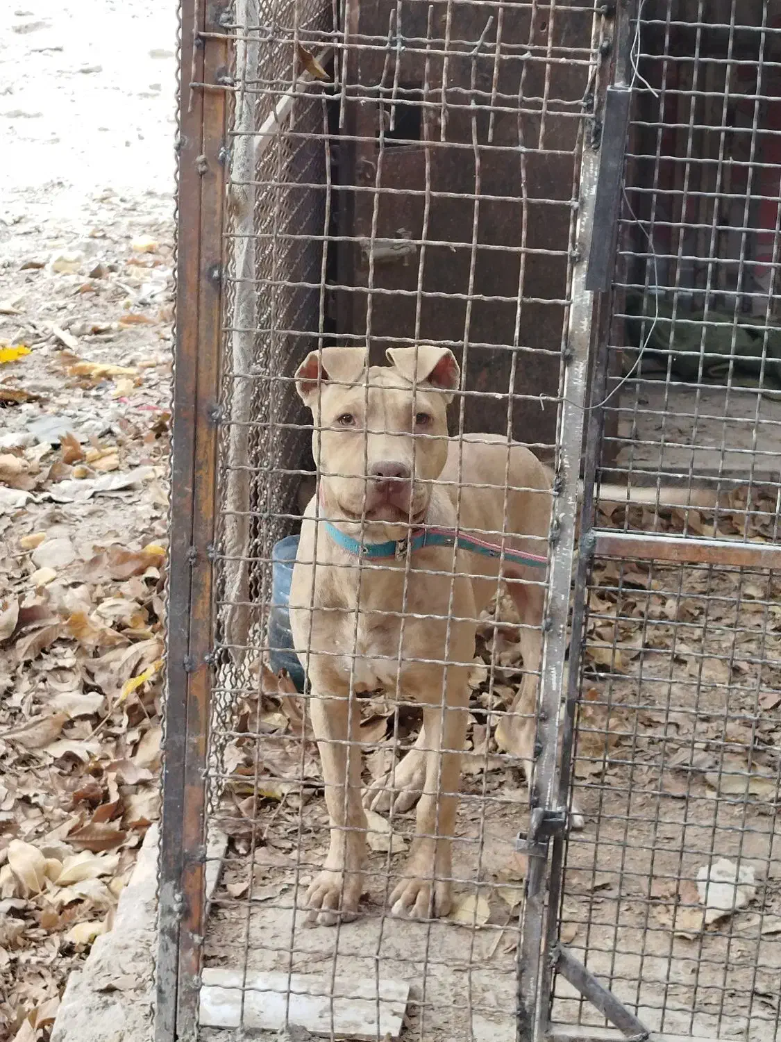 سگ پیت بول ، پیتبول|سگ|شیراز, حومه شیراز|دیوار