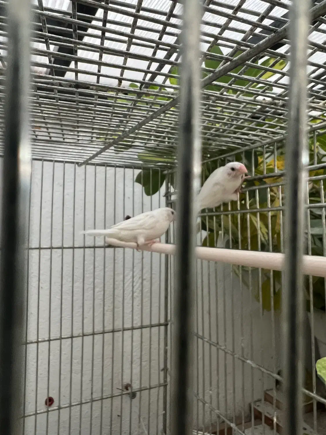 فنچ بنگالی|پرنده|تهران, زیبادشت|دیوار