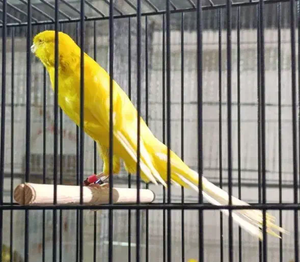 قناری کشیده بلند|پرنده|ری, اقدسیه|دیوار