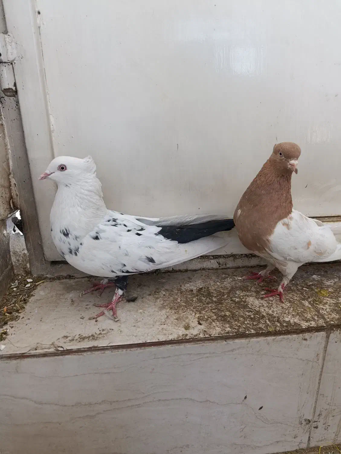 سه عددکبوترماده|پرنده|شیراز, کوشک میدان|دیوار