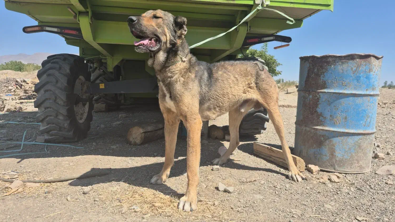 سگ سرابی|سگ|شبستر, |دیوار