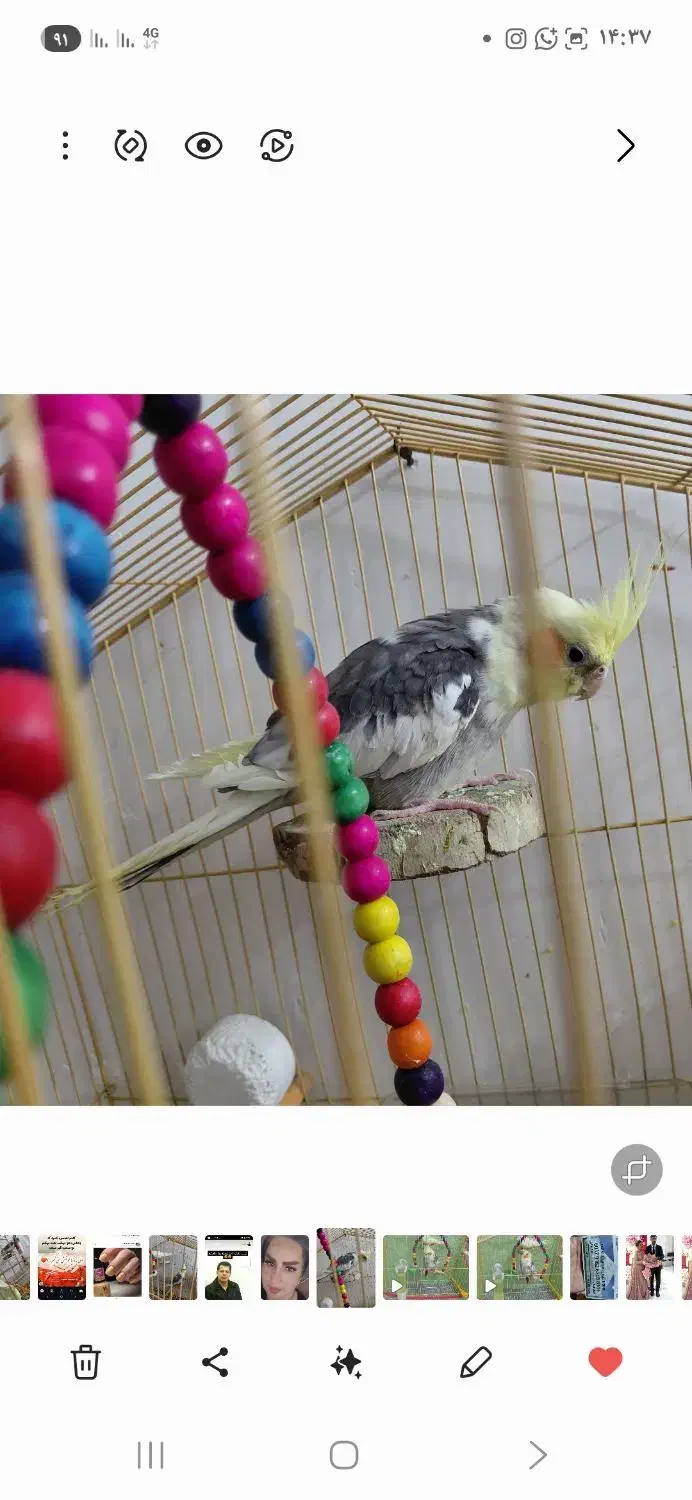 طوطی نر گم شده .|پرنده|بهبهان, |دیوار