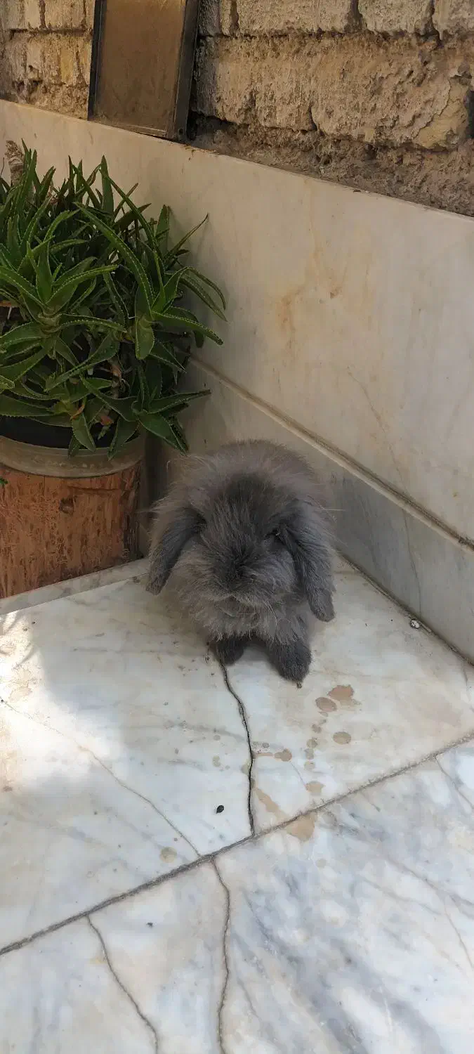 خرگوش لوپ|موش و خرگوش|اصفهان, جاوان|دیوار