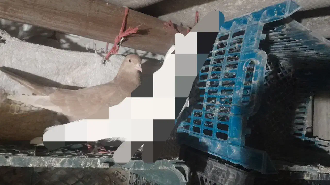 کفتر گمشده|حیوانات|نظرآباد, نظرآباد|دیوار