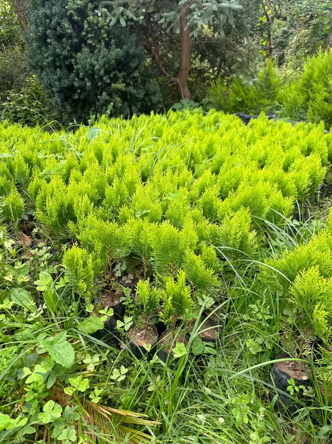 فروش نشا کامیس طلایی|خدمات باغبانی و درختکاری|شیرود, |دیوار