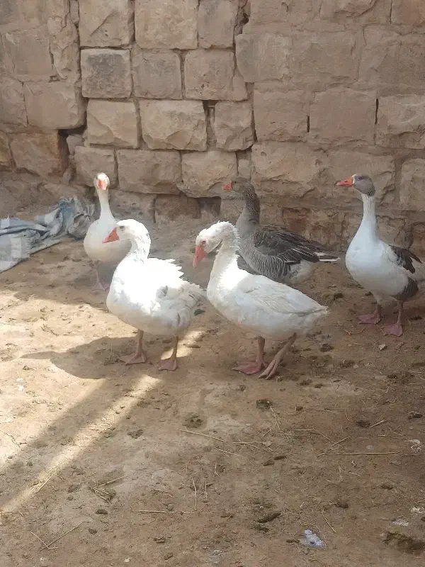 غاز|حیوانات مزرعه|کوهدشت, |دیوار