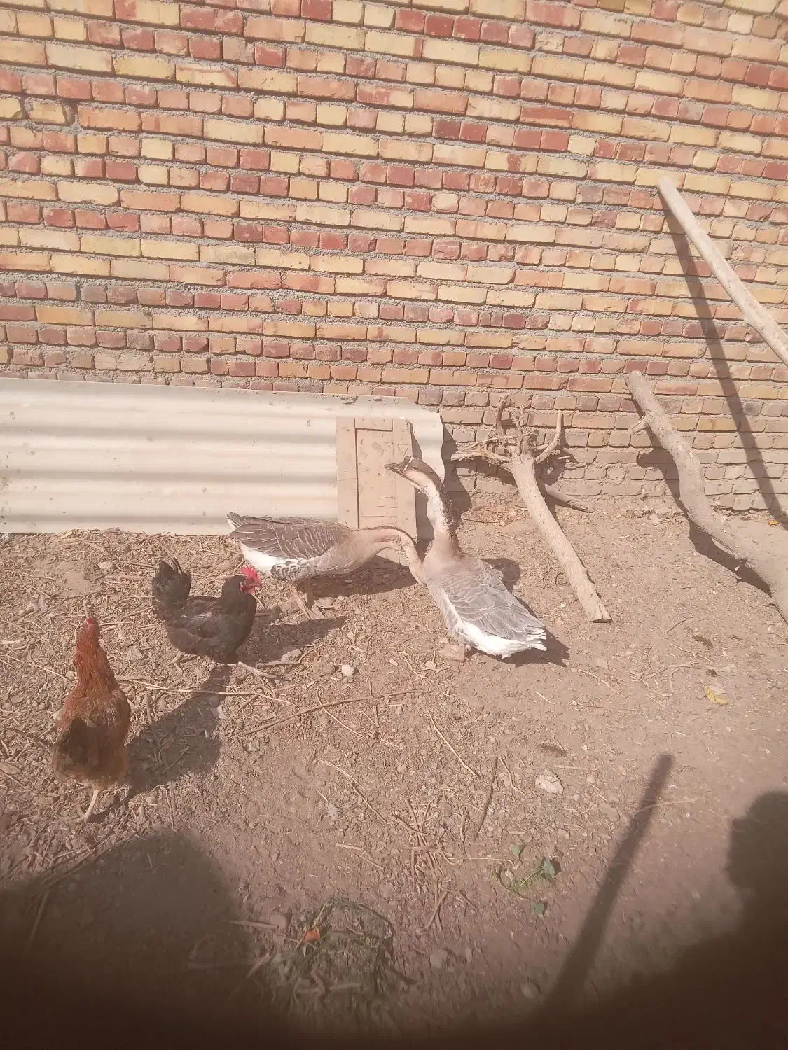 غاز درجه یک|حیوانات مزرعه|ارومیه, |دیوار