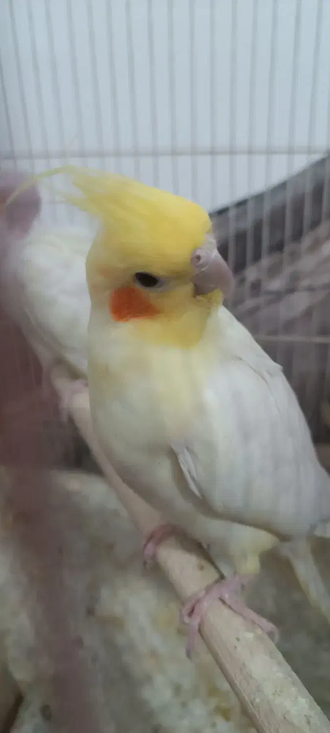 یک جفت عروس هلندی مولد چهار تخمی|پرنده|طبس, |دیوار