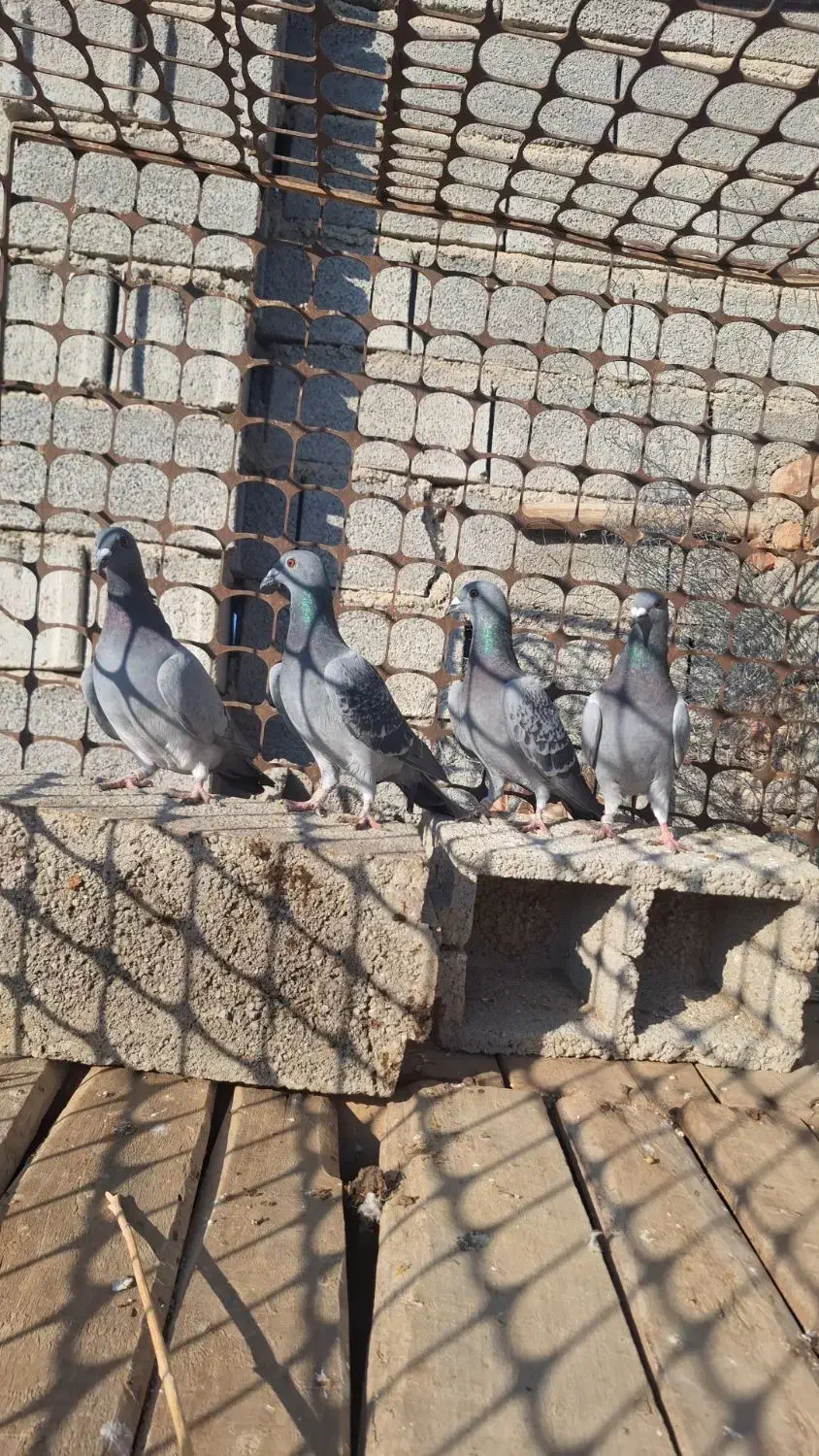 جوجه پلاکی خاص|پرنده|آذرشهر, |دیوار