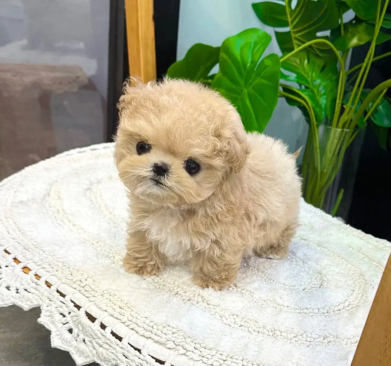 پودل مالتیز عروسکی جیبی مالتیپو|سگ|تهران, منیریه|دیوار