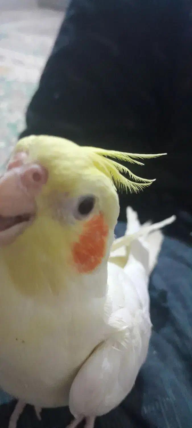 دو جفت عروس لوتینو|پرنده|جیرفت, |دیوار