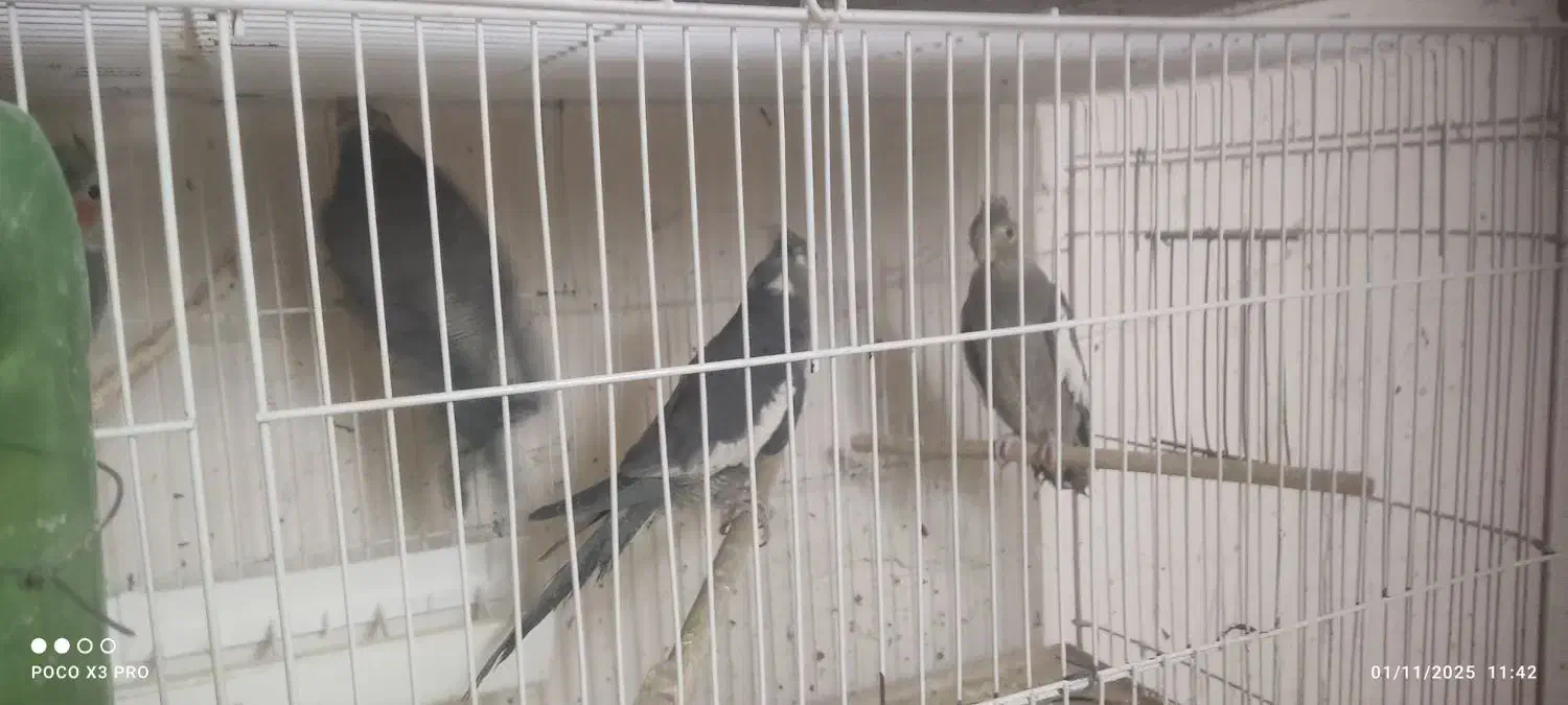 عروس هلندی رامشیر|پرنده|رامشیر, |دیوار