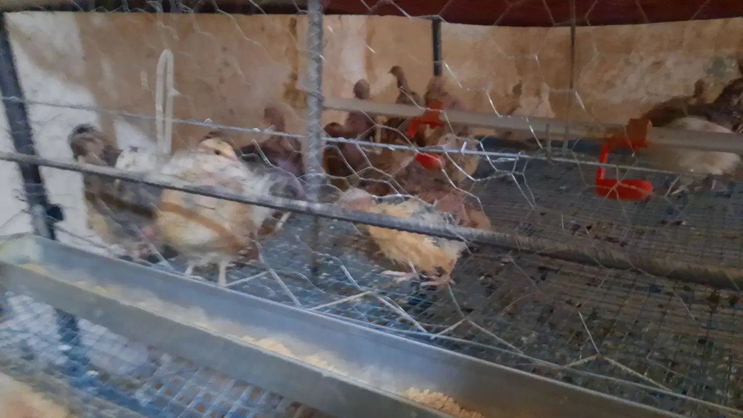 فروش فروش بلدرچین|حیوانات مزرعه|ابریشم, |دیوار