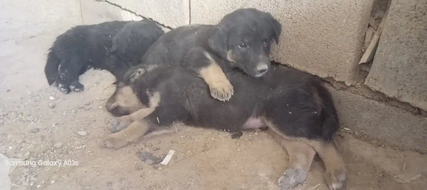 واگذاری سگ|سگ|شیراز, انجیره|دیوار