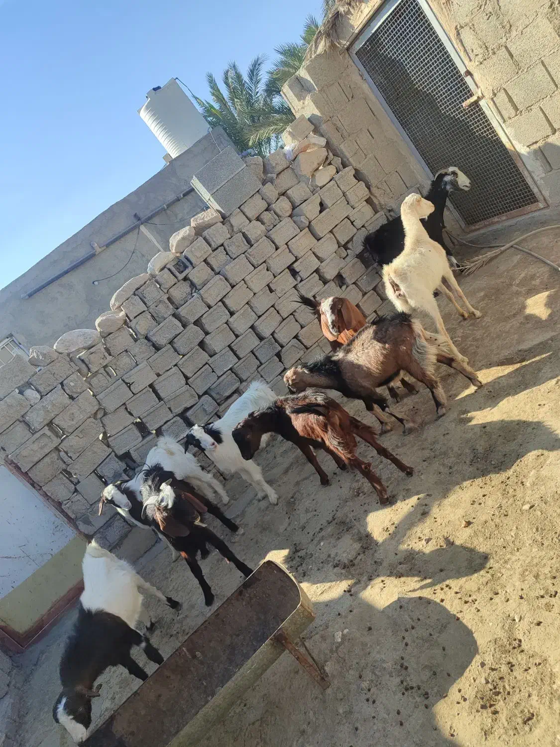 کهره نر و بز چاق|حیوانات مزرعه|خورموج, |دیوار